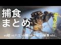 ハエトリグモの捕食シーンまとめ集！　Jumping spider predation scene summary collection!
