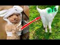 Funny animals cats and dogs try not to laugh challenge 78