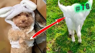 Funny animal videos cats and Dogs 🤣Try not to laugh Challenge! №78