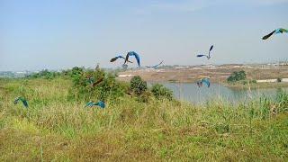 Free Fly Rame Rame Terbang Bebas Burung Macaw