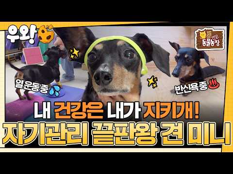 [🥐‍️#우왕] 운동에 찜질에 반신욕까지?! 자기 관리 끝판왕 강아지가 등장했다! 미니가 이토록 건강 관리에 진심이 된 이유는? #TV동물농장 #우와한비디오 #우와비