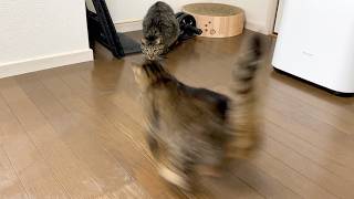 後輩猫のおやつをありえないスピードで奪い去っていく先輩猫...