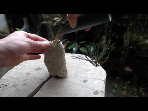 Bonsai diary】 ♯162 山採りした赤松を軽石に植える - YouTube