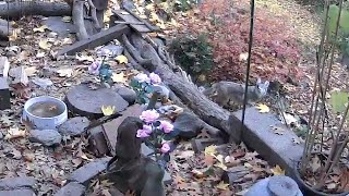 Coyote Does Best Littlest Hobo Impression Before Moving On to Next Location. #shorts Coyote Does Best Littlest Hobo Impression Before Moving On to Next Location. #shorts