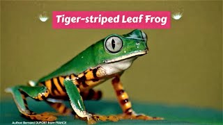 Tiger-striped Leaf Frog (Callimedusa tomopterna) by A to Z Animals & Plants 408 views 3 years ago 1 minute, 28 seconds