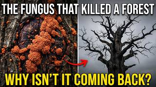 This Nut Grew Wild Across North America Until a Fungus Erased It. Why Isn't It Coming Back?
