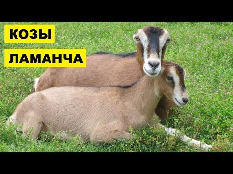 Разведение коз породы Ламанча как бизнес идея | Козы Ламанча