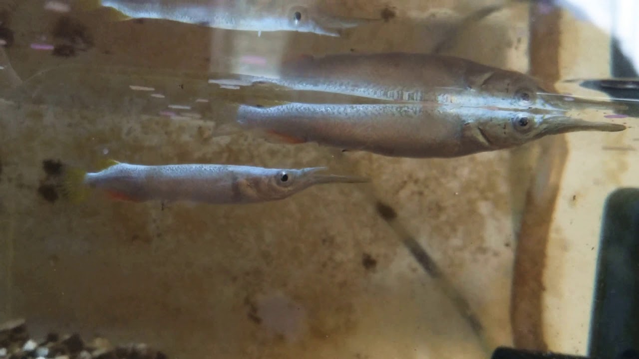 Cortejo de Dermogenys pusillus