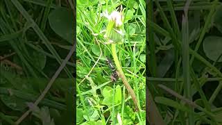 #spider #fyp #fypシ #insects #foodchain #fypreels #naturephotography #nature #education