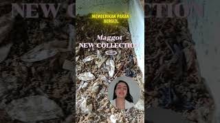 Rahasia Maggot Nggak Bau Terungkap Peternak Pemula Wajib Tahumaggottanpabauternakmaggotpeternak