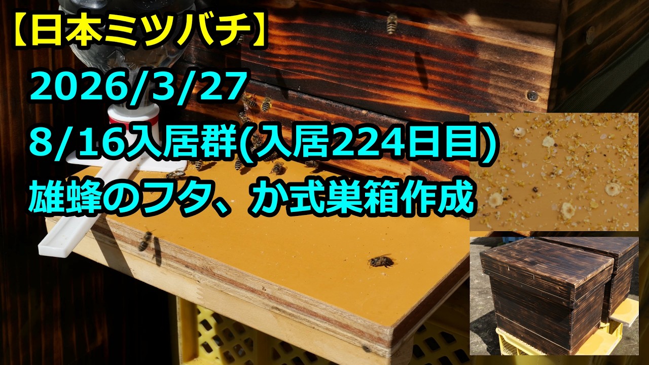 【終了しました】日本ミツバチ入居中&巣箱込み 日本ミツバチ入居中&巣箱込み