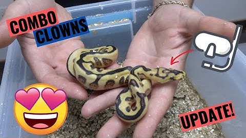 NO WAY! Snorkel Clown Ball Python + Updates!
