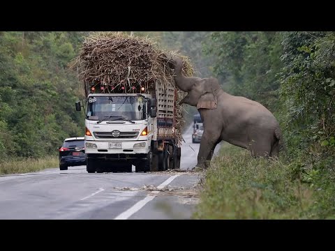 A greedy wild elephant stops passing trucks to steal sugarcane