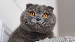 Прекрасная шотландская вислоухая кошка Лулу Мяу