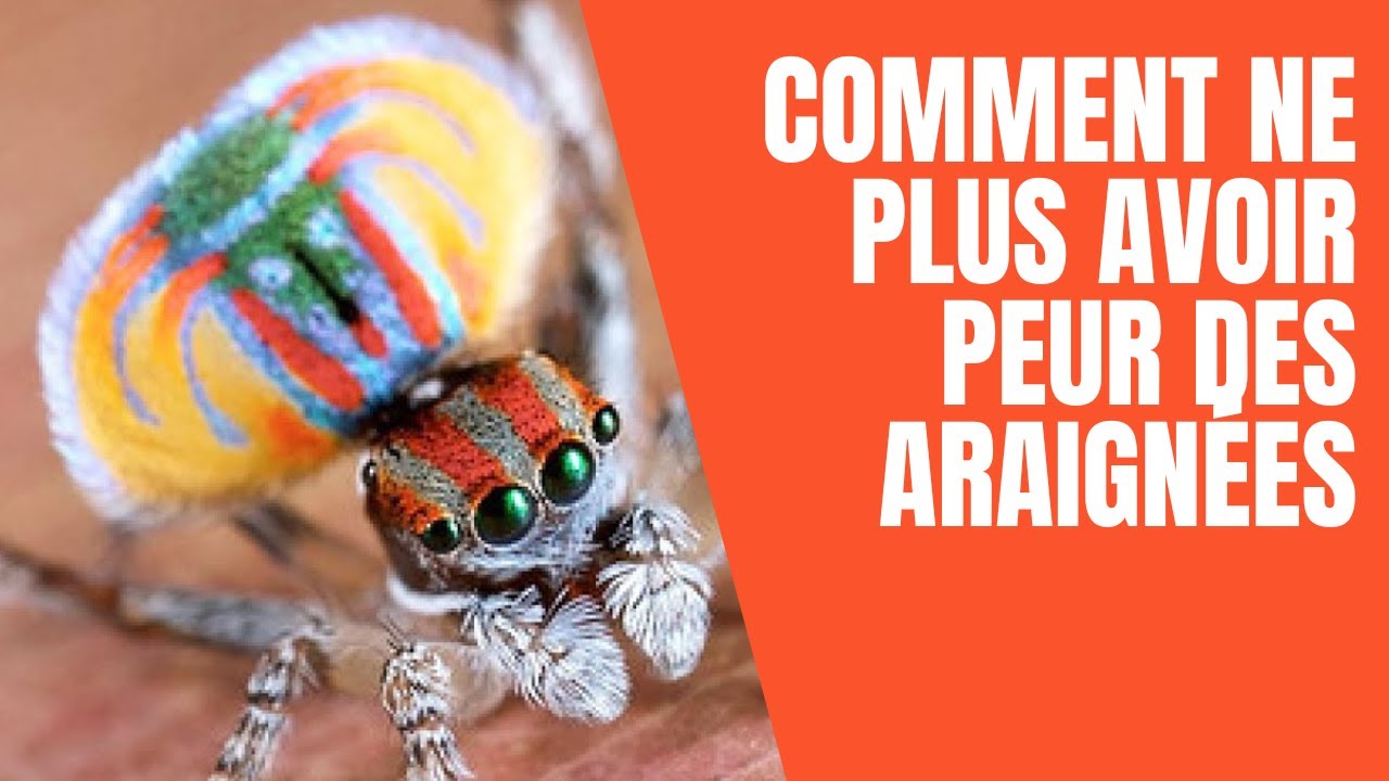 Comment ne plus avoir peur des araignées - YouTube