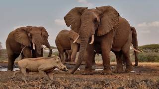 YOU Go First Warthogs Face a Waterhole Full of Elephants