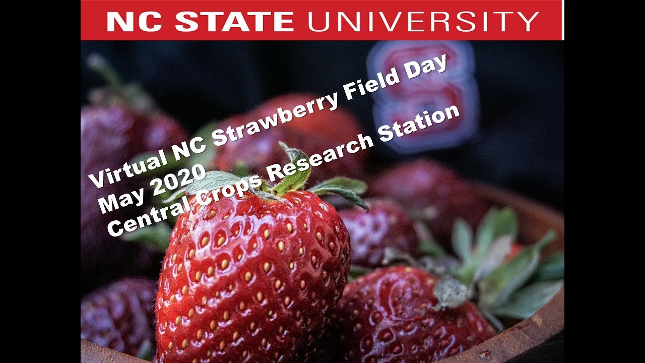 NC State Strawberry Virtual Field Day 2020: Production Research and Breeding at NC State