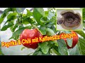 Paprika & Chili mit Kaffeesatz düngen - Paprikapflanzen wann & wie mit Kaffee düngen Anleitung