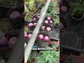 ‎Aprende a cultivar tus alimentos desde casa🥦🥬#hidroponía