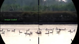 Melimpahnya blibis di Kalimantan gak ada habisnya