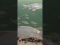 Плотва в этом месте просто кишит... #fishing #рыбалка
