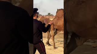 Why This Desi Workout is So Effective