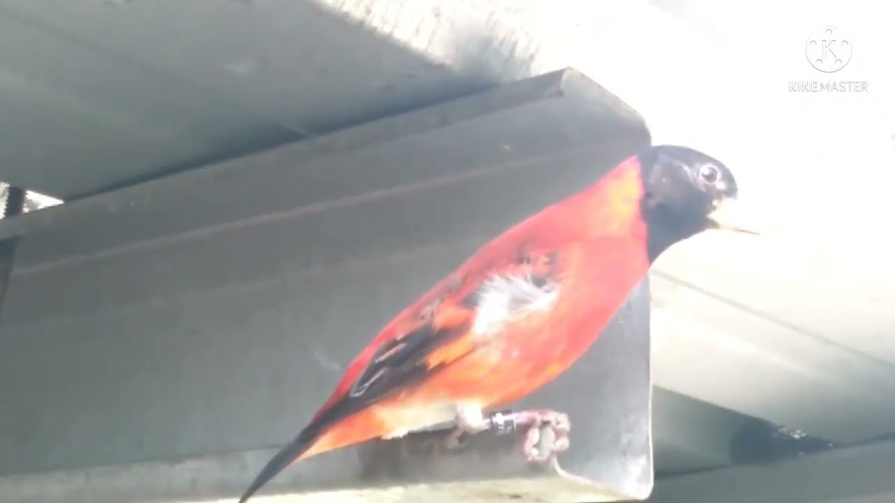 AVIARY3in1: garis waktu/ kisi-kisi ternak RED SISKIN di kandang koloni