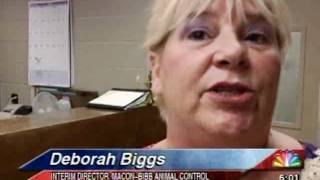 Animals Euthanized at Animal Shelter