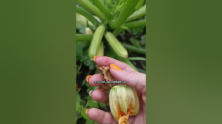 будем с урожаем. кабачки! #дачныесоветы #кабачки