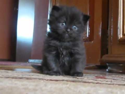 Cute kitten is sad