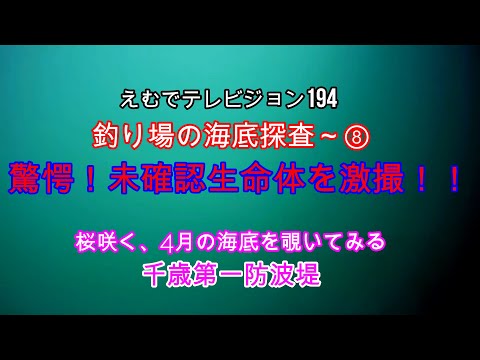 えむでテレビジョン194 釣り場の海底探査 驚愕 未確認生命体を激撮 桜咲く 4月の海底を覗いてみる 千歳第一防波堤 Youtube