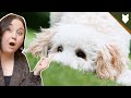 Why you SHOULD NOT get MINIATURE POODLE