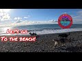 Whiskey gulch beach in alaska  dogs having fun