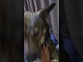 虎太郎 ＫＯＴＡＲＯ かーん　#虎太郎 #dog #犬