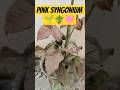 Pink syngonium🌱🪴#gardening #trending #shorts #trendingshorts #youtubeshorts #nature #love #beautiful