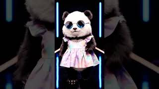 &quot;Golo molo panda # fashion show ✨&quot;