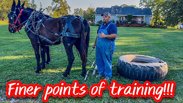 BACKUP, PULL TOGETHER, PULL STRAIGHT, AND SIDESTEP: TRAINING DRAFT MULES #154