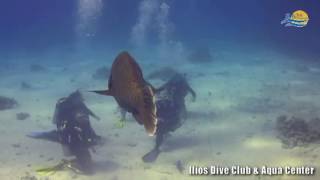 Ilios Dive Club No Limit Hd Fish Coral Movie