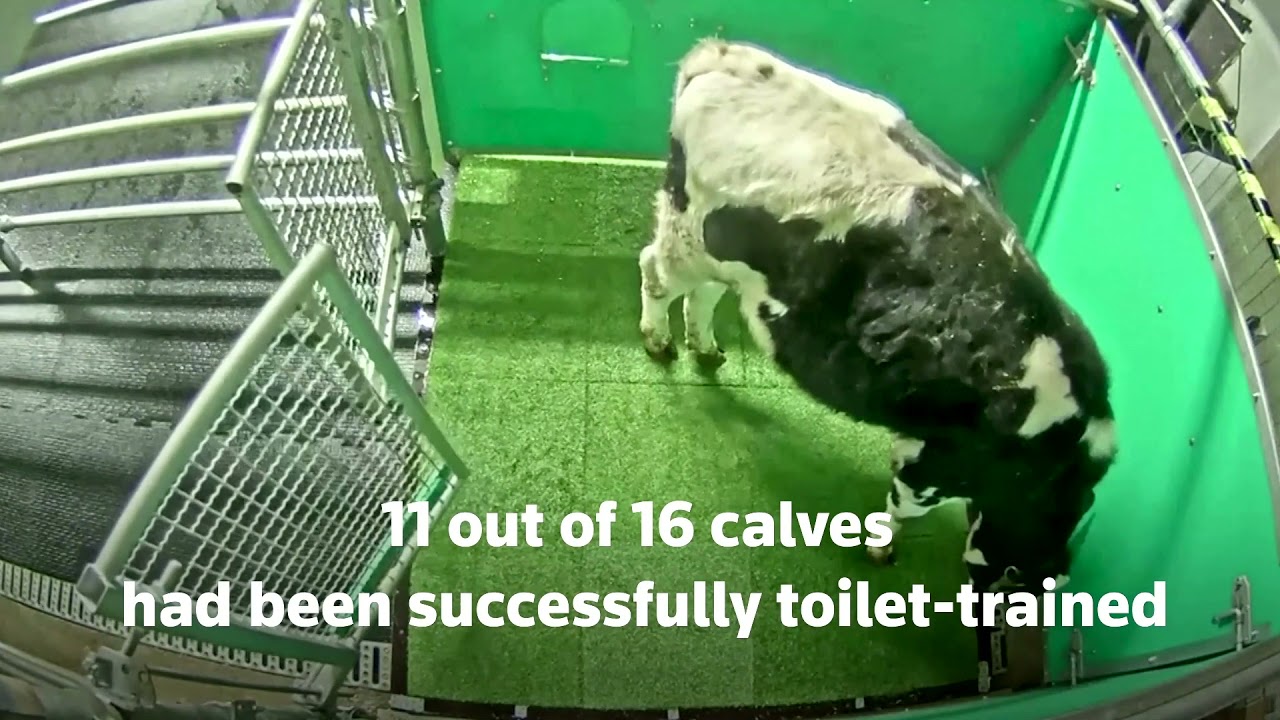 Cows 'potty-trained' in bid to tackle climate change