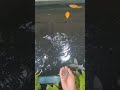 Kasih makan ikan lele