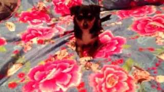 Wtf. Fucked dog