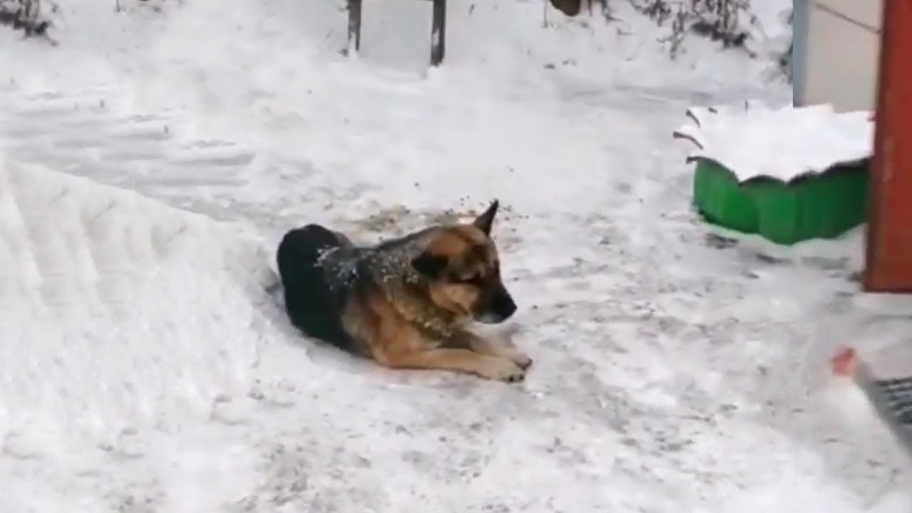 Abandoned dog lying in pain in the freezing for hours and the ...