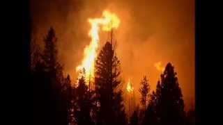 FREE FOOTAGE - Forest Fire At NIght 2