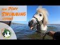 6 Mini Ponies have their First SWIMMING Lesson! | Training Video