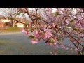 真岡市の桜　河津桜　真岡市科学教育センター北　2014.3.29