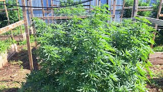 Aug 1 2022 outdoor Arizona cannabis grow.