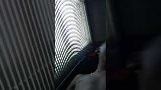 Plss