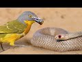 This Bird Can Rip a Snake&#39;s Eyes Out