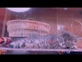 猫が喜ぶ映像:🥰素晴らしいクリップはすべてメンバーチャンネルにあります👇🏻🥰いつも動画楽しく観てます 🐈🐈⬛可愛い猫ちゃんに毎日癒されてます🙏🏻
