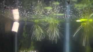 Clown Killifish: Oct. 14, 2014